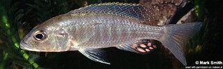 Sciaenochromis ahli.jpg