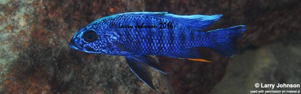 Sciaenochromis fryeri 'Chilungo Bay, Chizumulu Island'