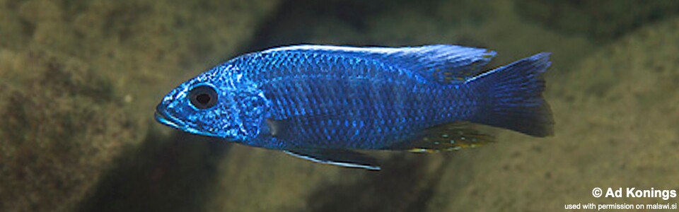 Sciaenochromis fryeri 'Chinyamwezi Island'