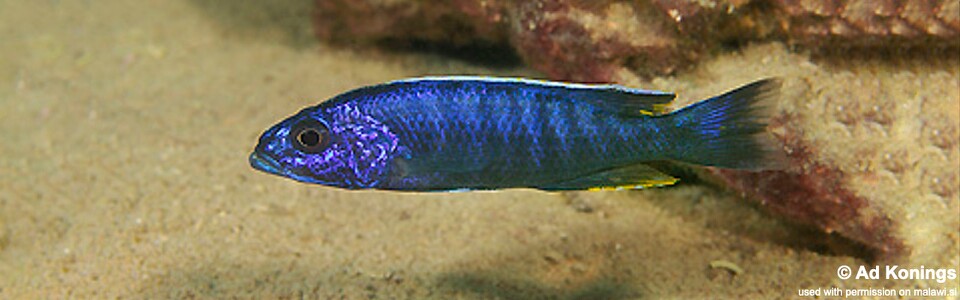 Sciaenochromis fryeri 'Chitimba Bay Deep'