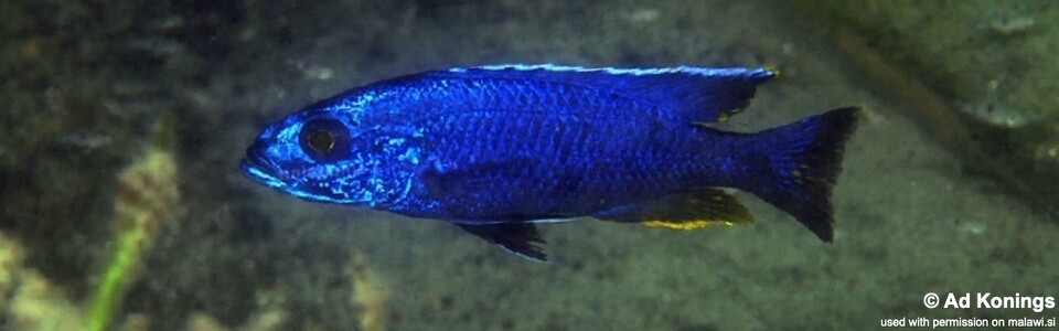 Sciaenochromis fryeri 'Maleri Island'