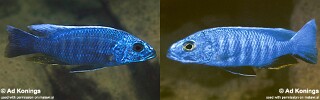 Sciaenochromis fryeri