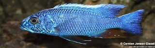 Sciaenochromis fryeri 'Chimwalani Reef'.jpg