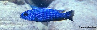 Sciaenochromis fryeri 'Likoma Island'.jpg