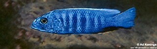 Sciaenochromis fryeri 'Lundu'.jpg