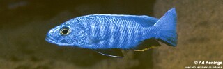 Sciaenochromis fryeri 'Mbenji Island'.jpg