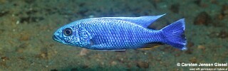 Sciaenochromis fryeri 'Three Peaks Reef'.jpg