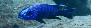 Sciaenochromis fryeri 'Yofu Bay'.jpg