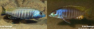 Sciaenochromis psammophilus