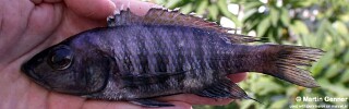Sciaenochromis sp. 'elongate'