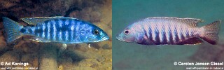Sciaenochromis sp. 'nyassae'