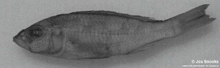 Sciaenochromis sp. 'small interorbital'