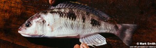 Sciaenochromis sp. 'spilostichus deep-water'