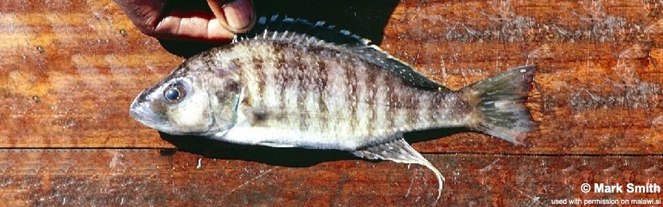 Sciaenochromis sp. 'spilostichus makanjila' Masinje