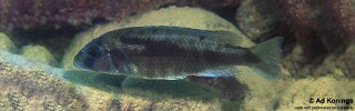 Sciaenochromis sp. 'stripe tanzania'