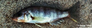Sciaenochromis sp. &#39;deep water&#39; South East Arm