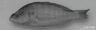Sciaenochromis sp. &#39;deep&#39; Youngs Bay