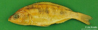 Sciaenochromis sp. 'spilostichus deep-water'! Chiwanga.jpg
