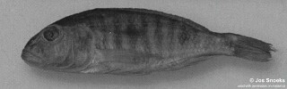 Sciaenochromis sp. &#39;spot bicuspid&#39; Chilola Bay