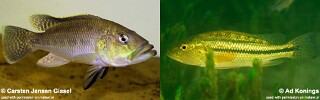 Serranochromis robustus