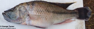 Serranochromis robustus 'Lake Kingiri'.jpg