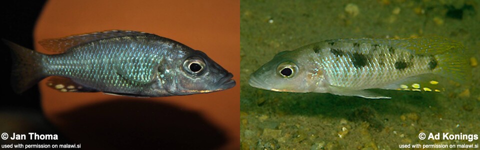 Stigmatochromis macrorhynchos 'Mumbo Island'