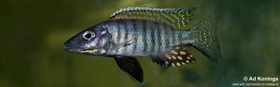 Stigmatochromis macrorhynchos (unknown locality)