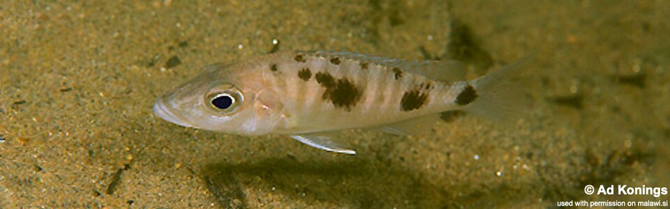 Stigmatochromis melanchros 'Chiofu Bay'