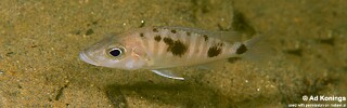 Stigmatochromis melanchros 'Chiofu Bay'.jpg