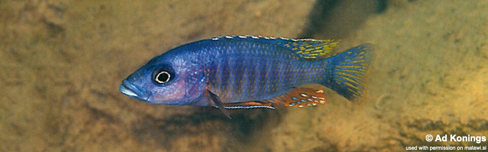 Stigmatochromis modestus 'Namalenje Island'