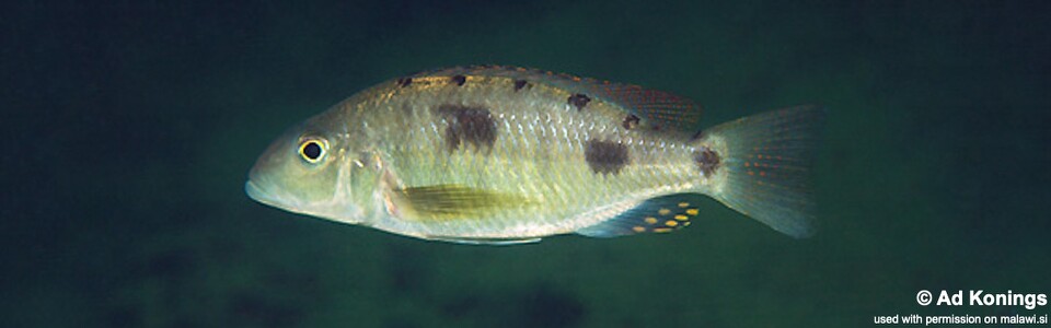 Stigmatochromis pholidophorus 'Mvunguti'