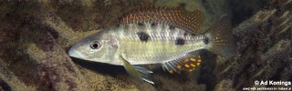 Stigmatochromis pholidophorus 'Chiofu Bay'.jpg