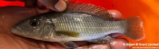 Stigmatochromis pholidophorus 'Londo Bay'.jpg