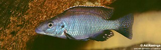 Stigmatochromis pholidophorus.jpg