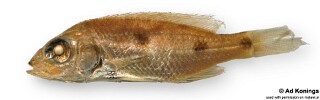Stigmatochromis pleurospilus.jpg