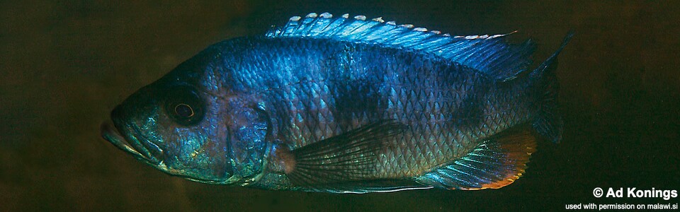 Stigmatochromis sp. 'modestus mbenji' Penga Penga Island