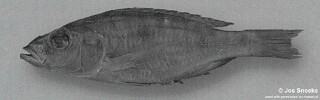 Stigmatochromis sp. &#39;big-eye&#39; Nkhotakota