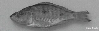 Stigmatochromis sp. &#39;big-head&#39; Domira Bay