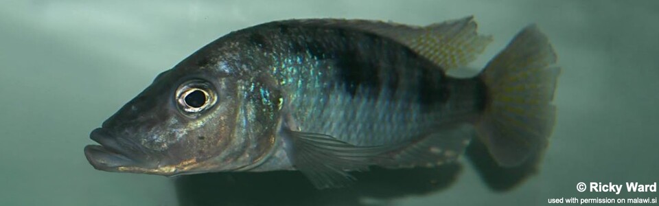 Stigmatochromis woodi 'Gome'