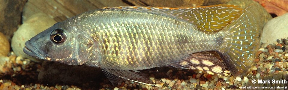 Stigmatochromis woodi (unknown locality)