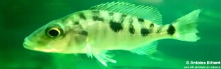 Stigmatochromis woodi 'Chimwalani Reef'.jpg