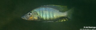 Stigmatochromis woodi 'Otter Point'.jpg