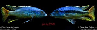 Taeniochromis holotaenia.jpg
