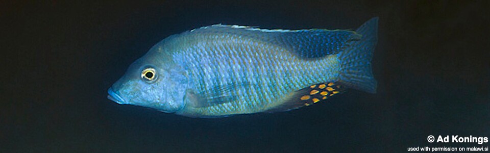 Taeniolethrinops furcicauda 'Lumessi'