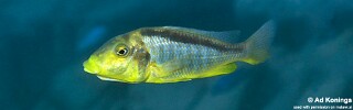 Taeniolethrinops furcicauda 'Chiofu'.jpg