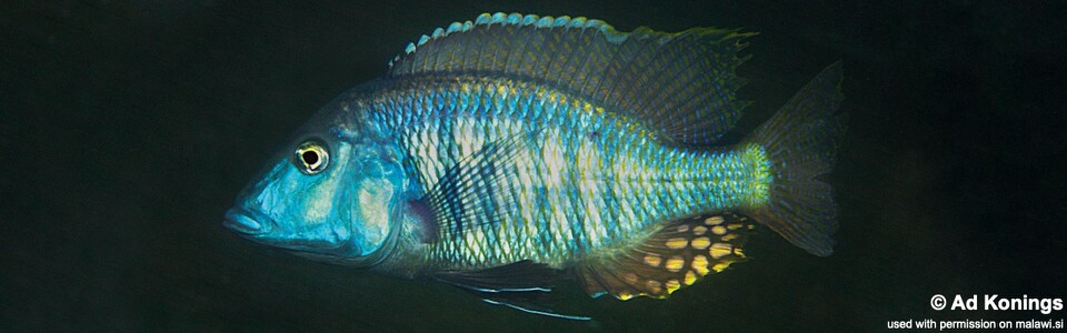 Taeniolethrinops laticeps 'Tsano Rock'