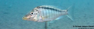 Taeniolethrinops laticeps 'Nkhata Bay'.jpg