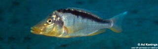 Taeniolethrinops macrorhynchus 'Chesese'.jpg