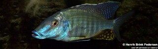Taeniolethrinops praeorbitalis 'Ngara'.jpg