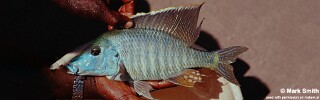 Taeniolethrinops praeorbitalis 'Senga Bay'.jpg